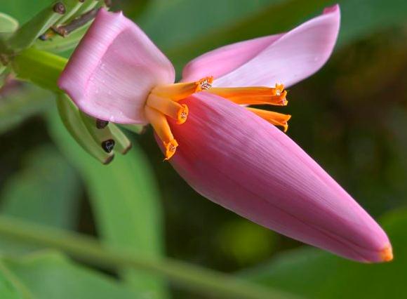 别扔！香蕉秆可变净水宝 香蕉花能养颜