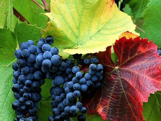 新沂探索智慧农业 助力葡萄产业升级